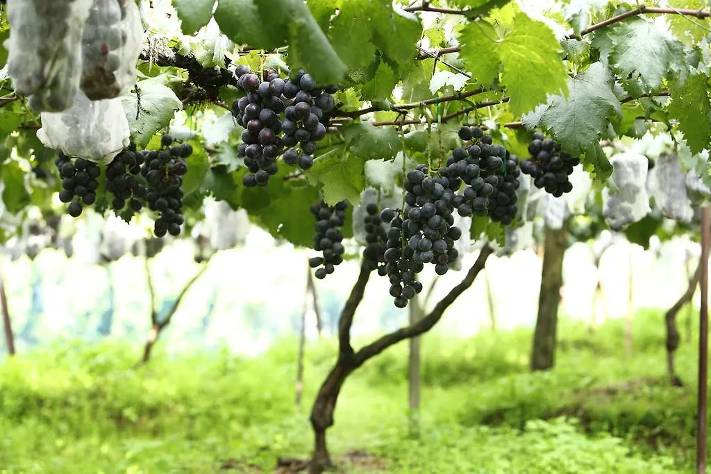 Pataleban Vineyard Resort Káthmándú